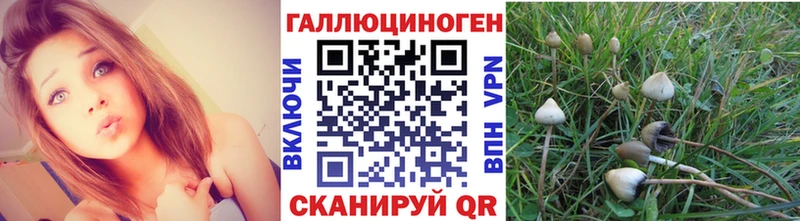 МЕГА вход  Советская Гавань  Псилоцибиновые грибы Psilocybine cubensis 